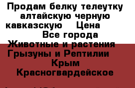 Продам белку телеутку алтайскую,черную кавказскую. › Цена ­ 5 000 - Все города Животные и растения » Грызуны и Рептилии   . Крым,Красногвардейское